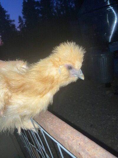 EDB3AB3E-C072-46BA-BC9E-561984BD96BF.jpeg