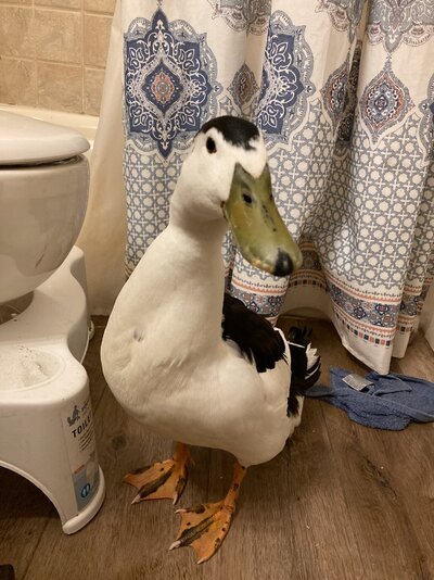 image.jpg