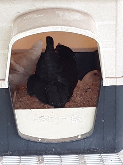 2021 Trio - 0823 Nesting.jpg