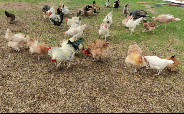Chooks v3.png