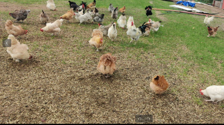 Chooks v2.png