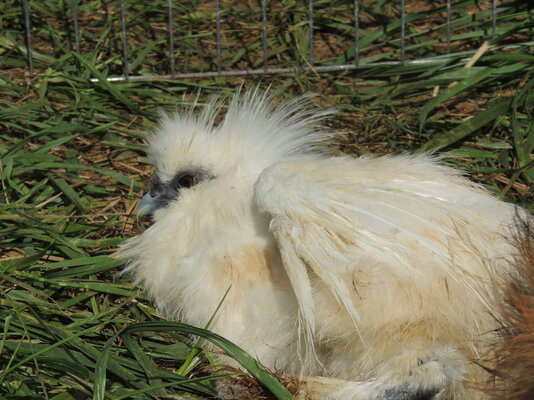 white silkie male.JPG