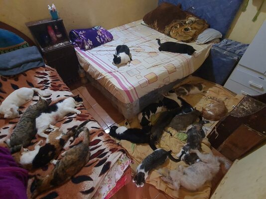 cat rescue home after sterilization.jpg