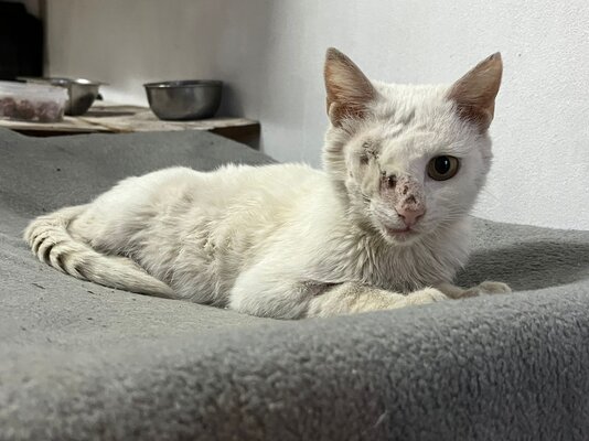 cindy rescue centre after surgery.jpg