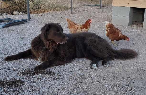 Toby with chickens lr.jpg