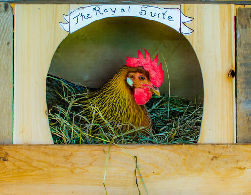 royal nest.jpg