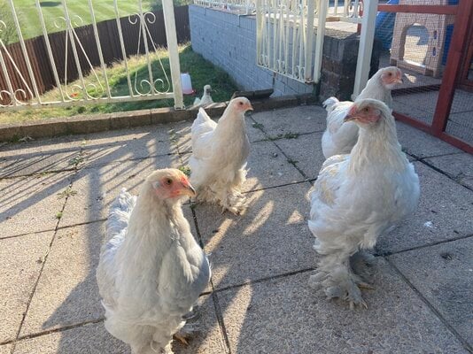 4 month old Isabella Brahmas- what are they?  BackYard Chickens - Learn  How to Raise Chickens