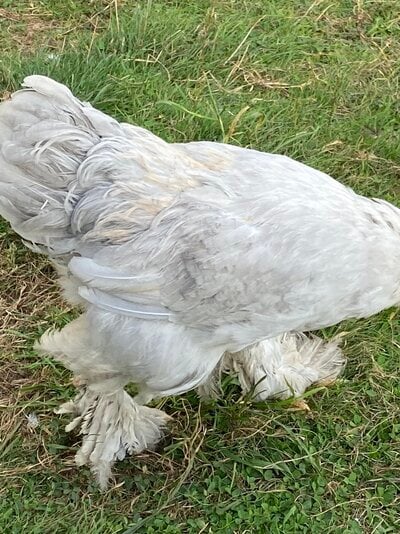 4 month old Isabella Brahmas- what are they?  BackYard Chickens - Learn  How to Raise Chickens