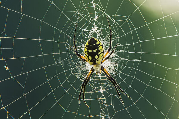 garden-spider-close-up-web-82164102.jpg
