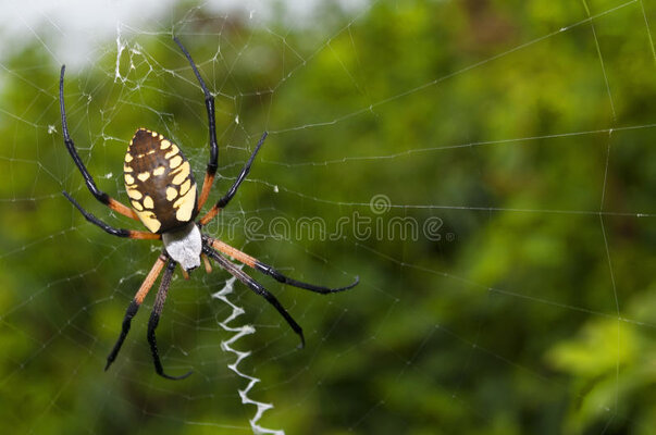 garden-spider-web-21880648.jpg