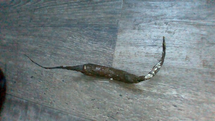 Emerald's Big Grass Sac.jpg