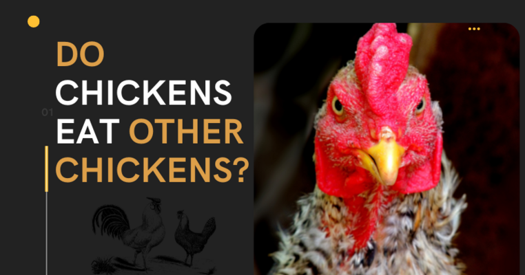 Do Chickens Eat Other Chickens?