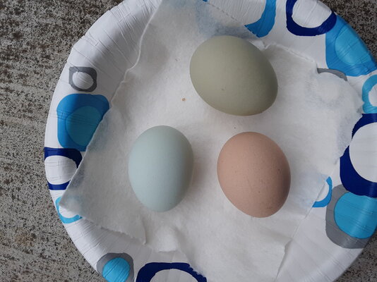 0906 Eggs:2.jpg