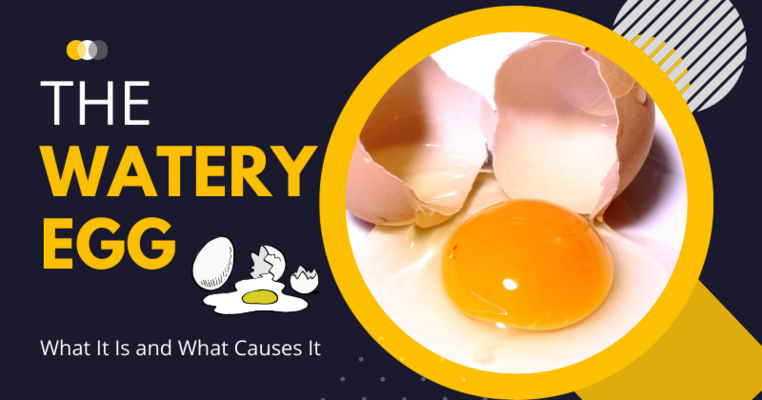 The Watery Egg: What It Is and What Causes It