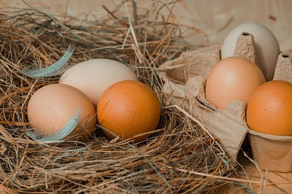 chicken-eggs-ge2cd1356b_640.jpg