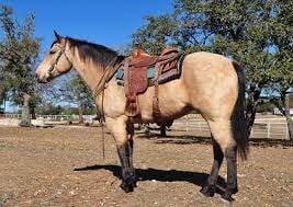 saddle.jpg