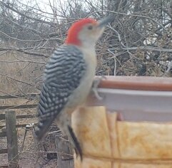 Bird Trail woodpecker Red Belly - lll -.jpg