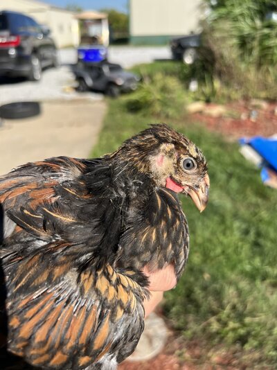 chicken 4.jpg