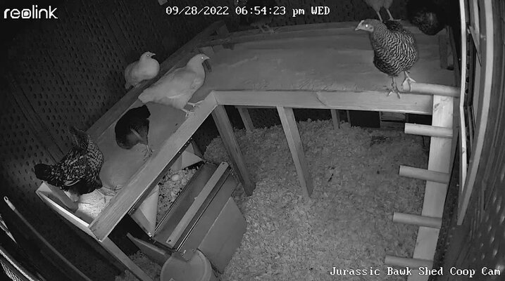 Jurassic Bawk Shed Coop Cam 9-28-2022, 6-54-19 PM.jpg