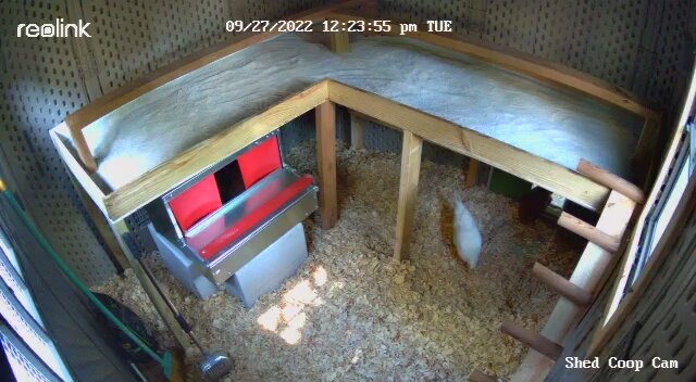 Shed Coop Cam 9-27-2022, 12-23-47 PM.jpg