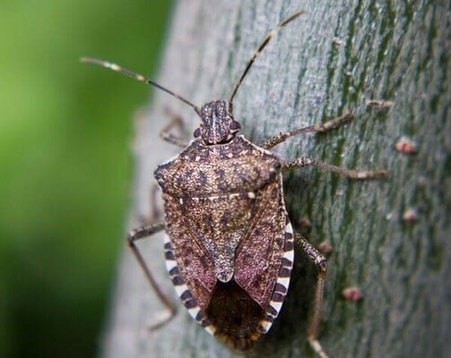 stinkbug-on-tree.jpg