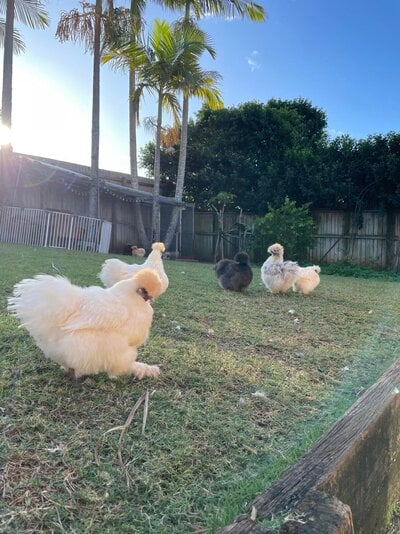 chickens outside.jpg