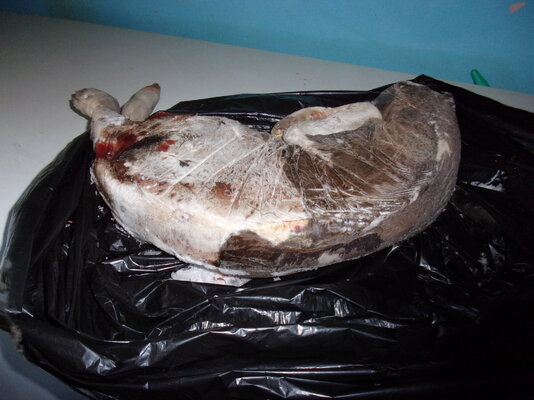 Granny and new baby and aborted calf 025.JPG