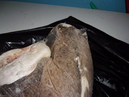 Granny and new baby and aborted calf 024.JPG