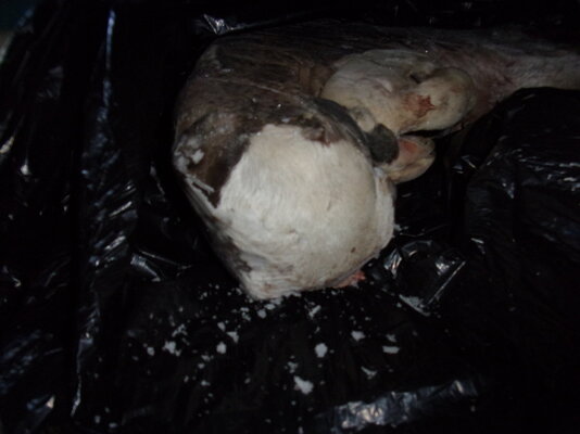Granny and new baby and aborted calf 026.JPG