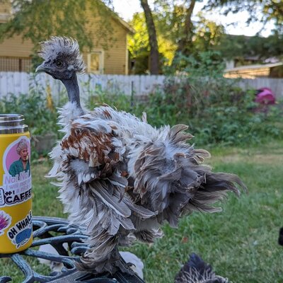 chicken.jpeg