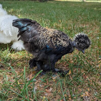 chicken3.jpeg