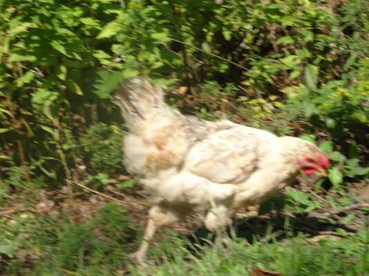 DSC02766.JPG
