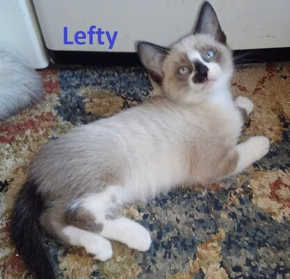 kitten lefty boy A.JPG