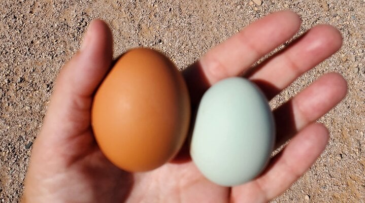 new blue egg.jpg