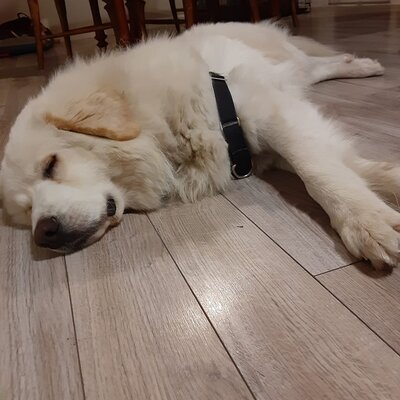 anatole.jpg