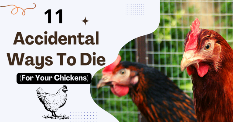 11 Accidental Ways To Die (For Your Chickens)