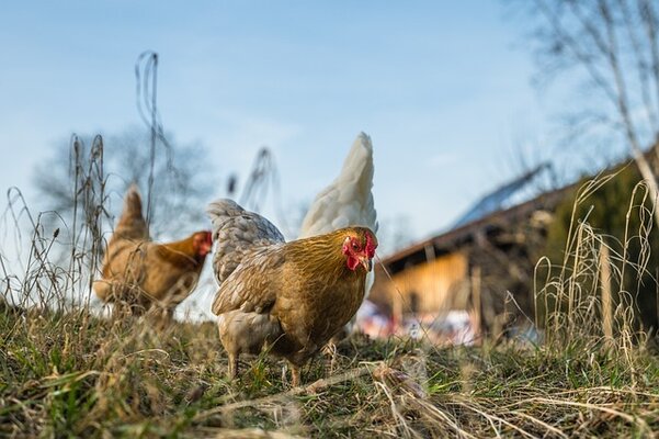 chickens-gaeb5a13f5_640.jpg
