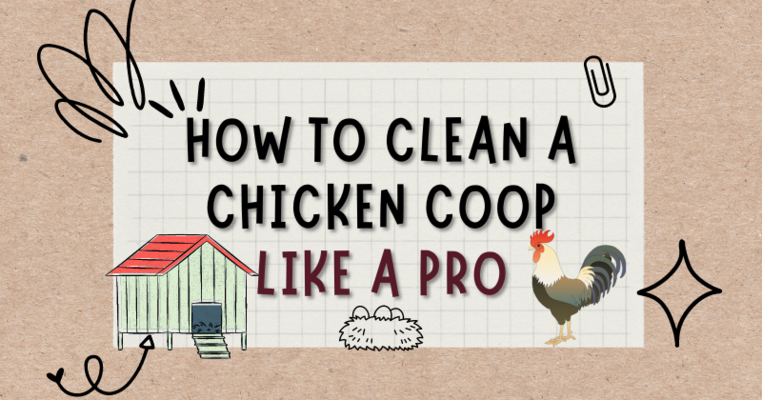 How to Clean a Chicken Coop Like a Pro