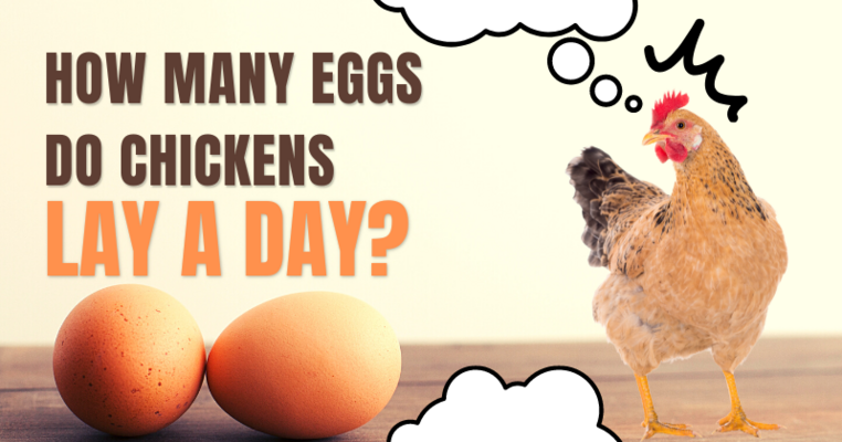 How Many Eggs Do Chickens Lay a Day?
