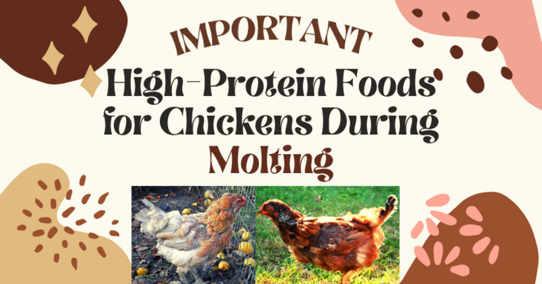 Important High-Protein Foods for Chickens During Molting