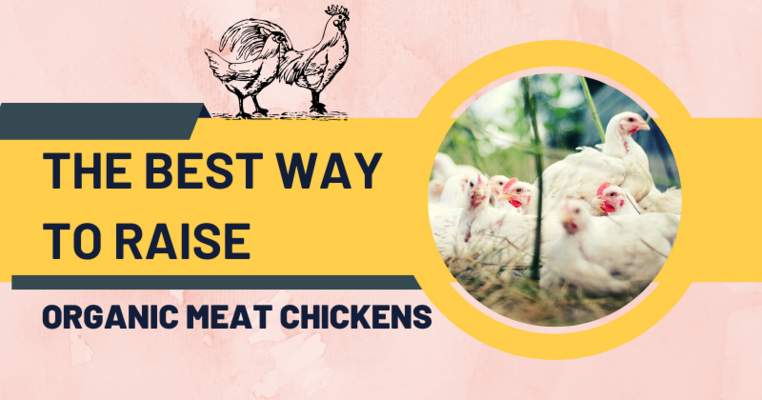 The Best Way to Raise Organic Meat Chickens