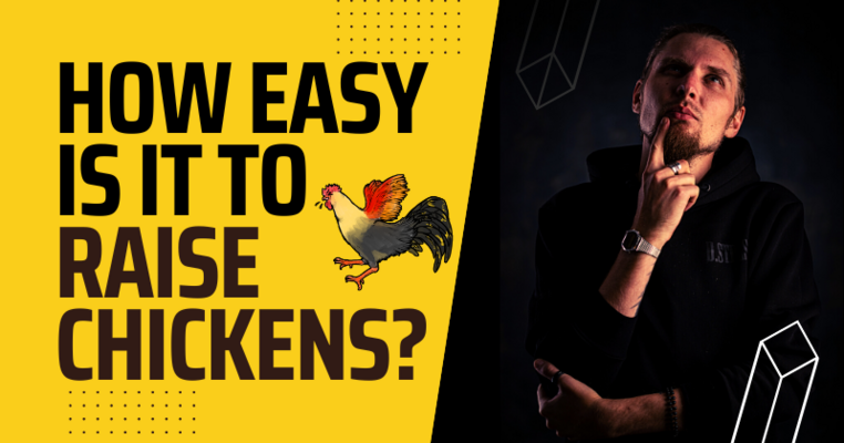 How Easy Is It To Raise Chickens?