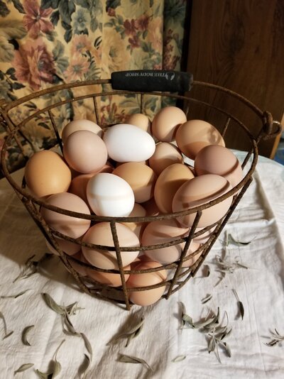 2019_egg_1.jpg.jpg