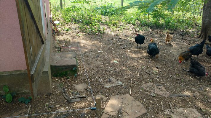 Chicken coop electric wire 1.jpg