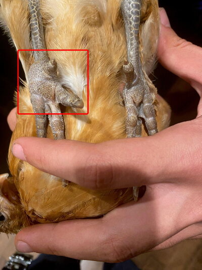 2022.10.17 - Chocolate Legs.jpg