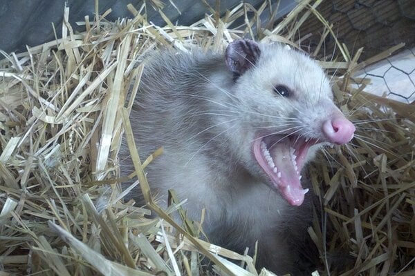 opossum-g1024e0935_640.jpg