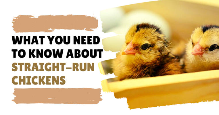 What You Need to Know About Straight-Run Chickens