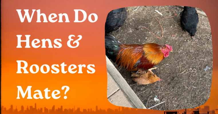 When Do Hens & Roosters Mate?