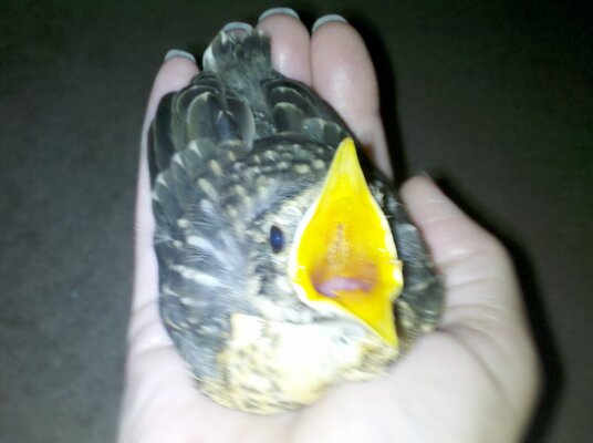 Z Baby Robin hungry.jpg