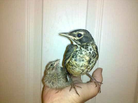 Z Lil Peep & Robin babies.jpg